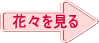 花々を見る